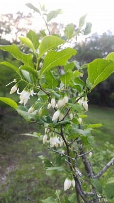 American Snowbell