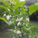 American Snowbell