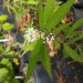 Aquatic Milkweed