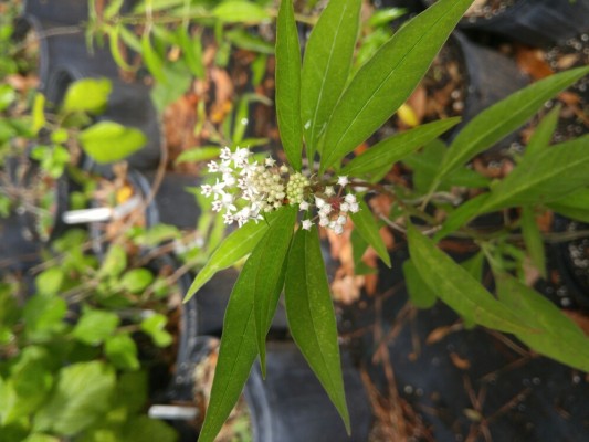 Aquatic Milkweed