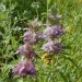 Lemon Beebalm