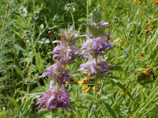 Lemon Beebalm