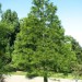 Pond Cypress