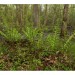 Southern Wood Fern