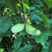 Paw paw