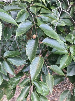 American Beech