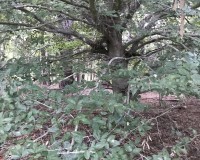 Beech.jpg
