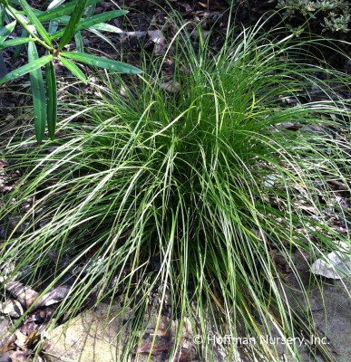 Eastern Star Sedge
