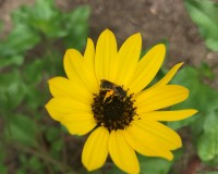 IMG_5077a.jpg