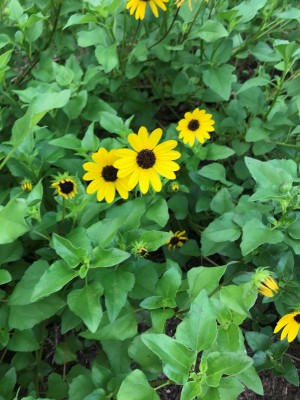 Beach Sunflower