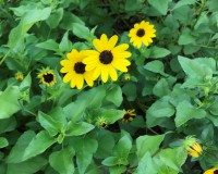 IMG_5363a.jpg