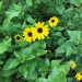 Beach Sunflower