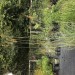 Indiangrass