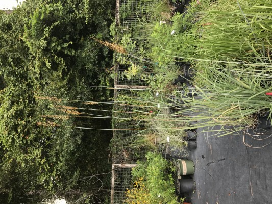 Indiangrass