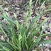 Blue Wood Sedge