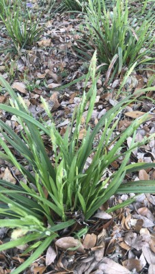Blue Wood Sedge