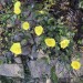 Rock Rose