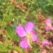 Meadow Beauty
