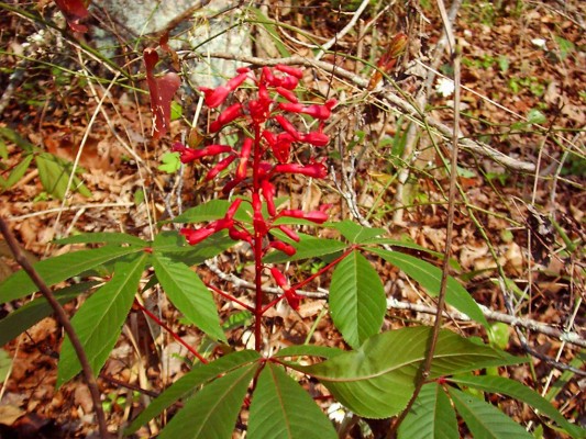 Red Buckeye