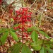 Red Buckeye