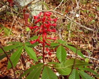aesculus-pavia-2.jpg