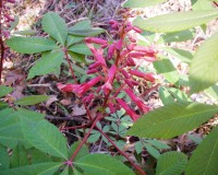 aesculus-pavia-5.jpg