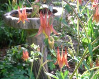 aquilegia-canadensis-4-10.jpg