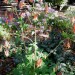 Red Columbine