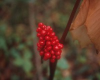 arisaema-fruit.jpg