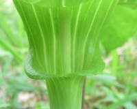 arisaema-triphyllum-1.jpg