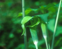 arisaema-triphyllum.jpg