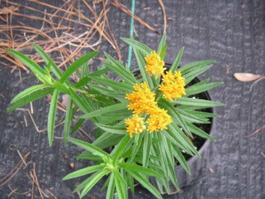 Butterflyweed