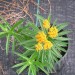 Butterflyweed