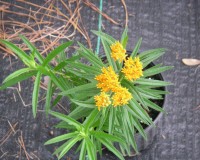 asclepias-tuberosa-nursery.jpg