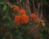 asclepias-tuberosa.jpg