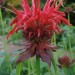 Scarlet Bee Balm