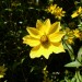 Burr Marigold