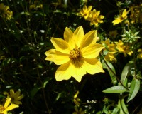 bidens-laevis-2.jpg