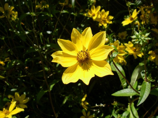Burr Marigold