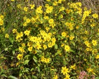 bidens-laevis-4.jpg