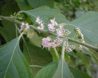 callicarpa-american-bloom-d.jpg