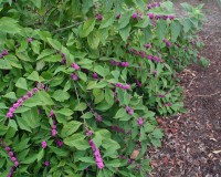 callicarpa-americana-d1.jpg