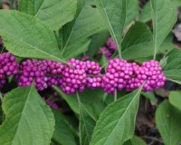 callicarpa-americana-d.jpg