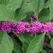 Beautyberry