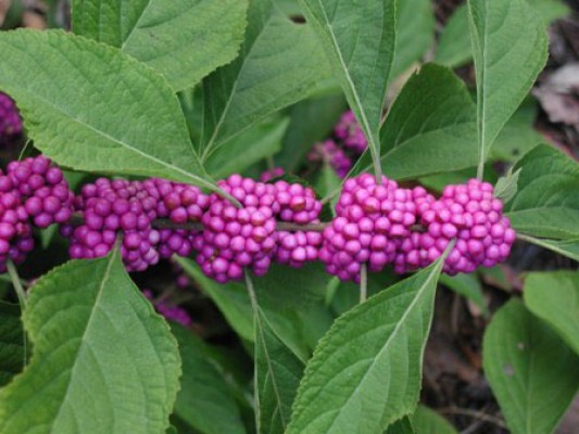 Beautyberry