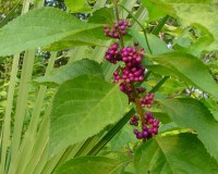 callicarpa-americana.jpg