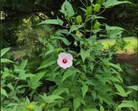 capture2.gif