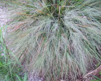 eragrostis.jpg