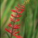 Coral Bean