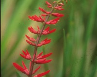 erythrina-herbacea-2.jpg